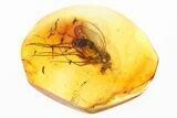 Detailed Fossil Fly (Neurigona) In Baltic Amber #307848-1